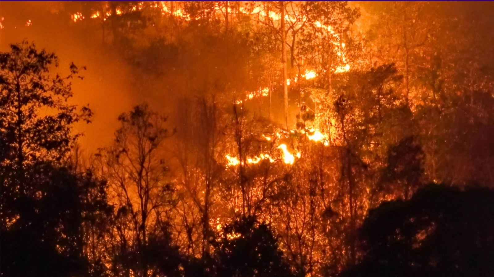 Forest Fire