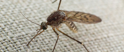 Mosquito